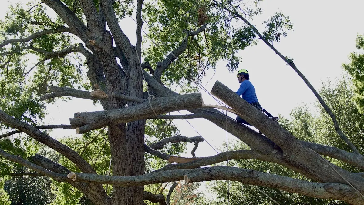 Professional Hazardous Tree Removal performed by certified arborists in Amherstdale