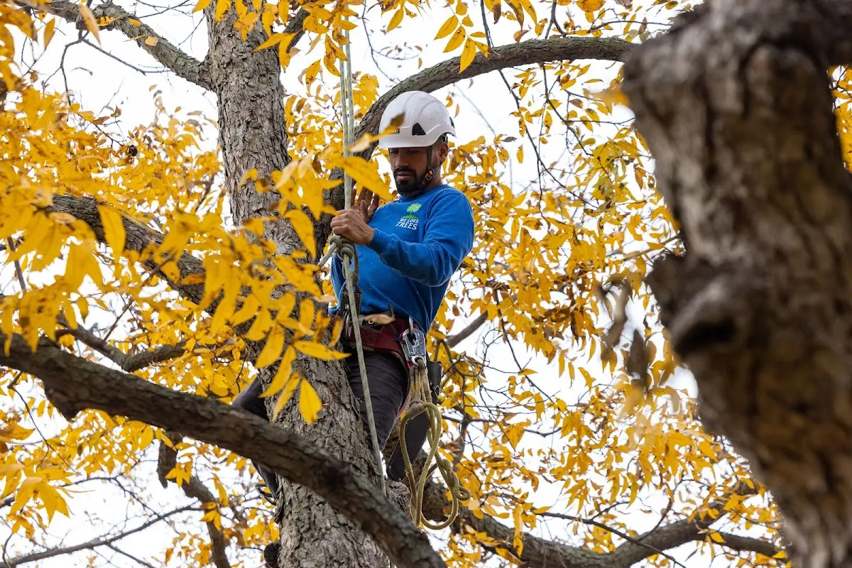 Skilled Tree Pruning crew working in Amherstdale